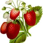 Ketogenic Diet foods